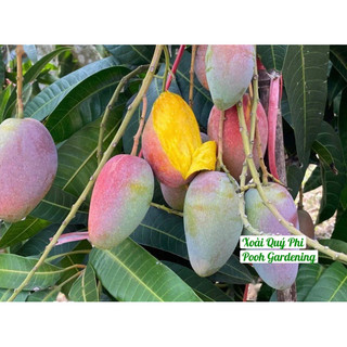 XOÀI QUÝ PHI XOÀI MẬT ONG