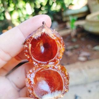 1kg Quả Bồ Hòn Đã Tách Hạt