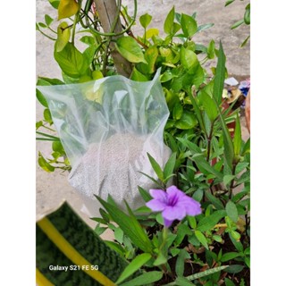 Cát mèo bao trong giá cực rẻ 5kg