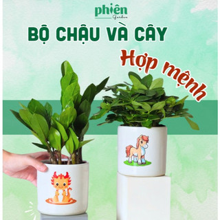 Cây để bàn hợp mệnh kim mộc thủy hỏa thổ chậu 12 con giáp phong thủy kim ngân, kim tiền, phú quý