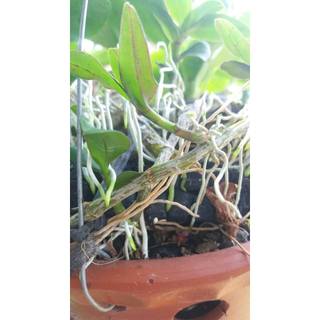 Siêu Lân Nhập Khẩu BỈ P55