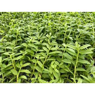 Siêu Lân Nhập Khẩu BỈ P55