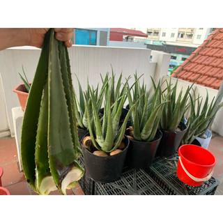 Combo 2 kg bẹ nha đam mỹ