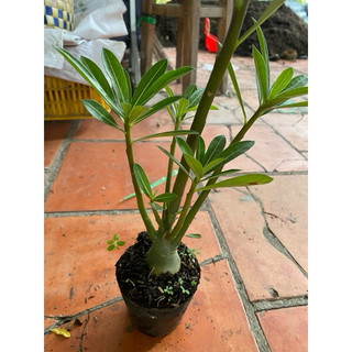 Cây Sứ thái gieo hạt (gửi cây như hình1)