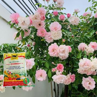 Phân hữu cơ Đầu Trâu HCMK7 Trichoderma + TE - Túi 5kg - Nông Nghiệp Phố