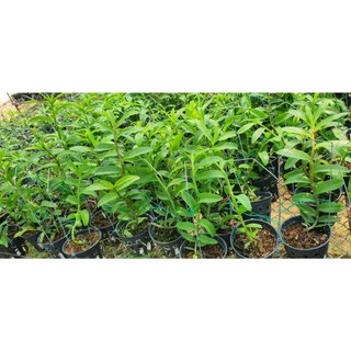 👉 Siêu Lân Xanh Nhập Khẩu Bỉ.