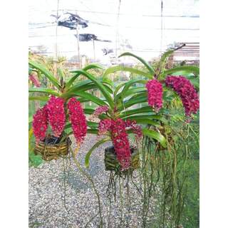 👉 Siêu Lân Xanh Nhập Khẩu Bỉ.