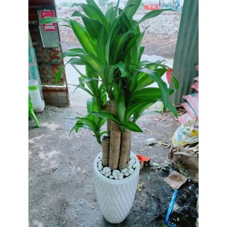 Chậu Phát Tài 5 Thân (thiết mộc lan)