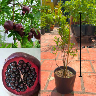 Cây giống Lựu Tím Nga chuẩn giống, trồng chậu nhanh có trái