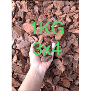 1KG - vỏ thông bo tròn 3x4 (cm) đã qua xử lý