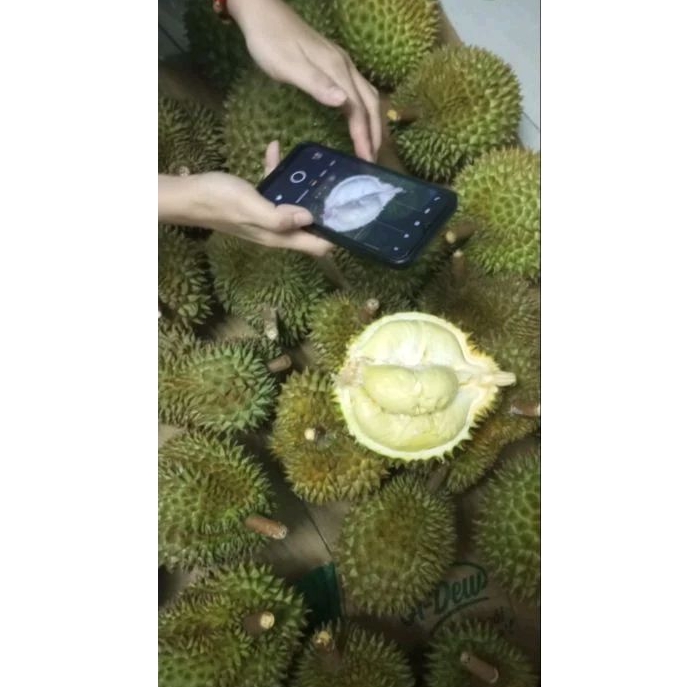 [ Trái] Sầu Thái Dona mini