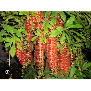 Cây giống lộc vừng hoa đỏ cao 20-30cm