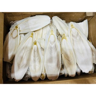 Nang Mực Mai Mực Size 10-35cm - Bổ Sung Canxi Cho Vẹt Lovebird/Yến Phụng/Chim Cảnh