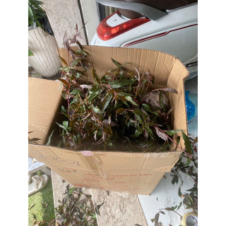 cây dòi tươi thân tím 3kg