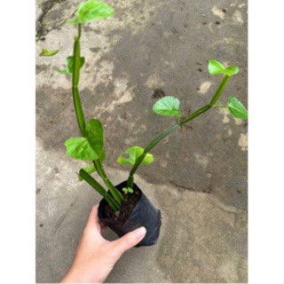 cây chìa vôi tứ cạnh( hồ đằng bốn cánh)