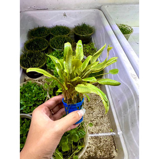cây thuỷ sinh tiêu thảo nâu trang trí bể thuỷ sinh