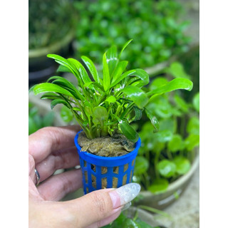 cây thuỷ sinh tiêu thảo mũi tên - trang trí bể cá thuỷ sinh