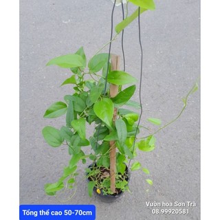 (VHST giao TP.HCM trong ngày) CÂY SƯƠNG SÂM LÁ TRƠN (LÁ LÁNG).
