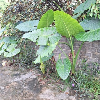 Cây ráy rừng chơi kiểng.