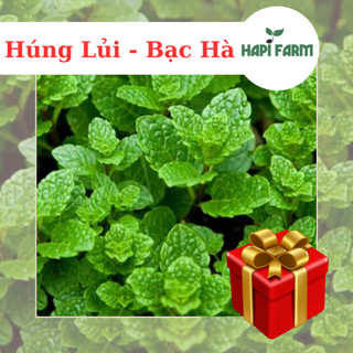 Hạt giống rau bạc hà âu gói 0.1gr tr39