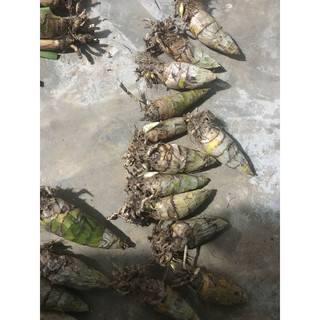 Địa lan COMBO 5 củ khô /100k