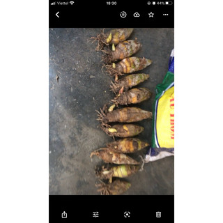 Địa lan COMBO 5 củ khô /100k