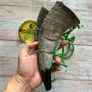 Tù Và Sừng Trâu Thô