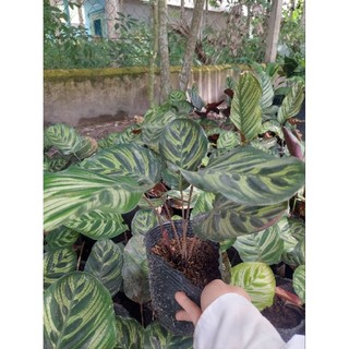 Đuôi công xanh