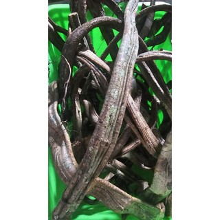 Dây xoắn 80cm dễ uốn cho ốc leo trèo .