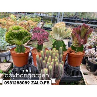 Cây xương rồng vạn lý trường thành_🌵hàng sẵn