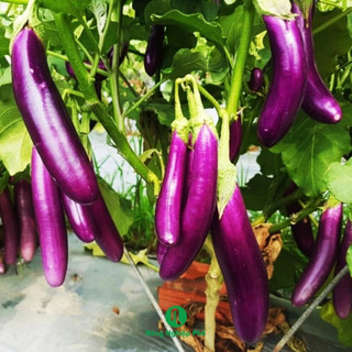 Hạt giống cà tím Phú Nông - Gói 0.2 gram - Nông Nghiệp Phố