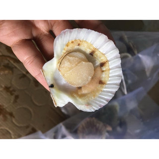 500gr Sò Điệp Khô