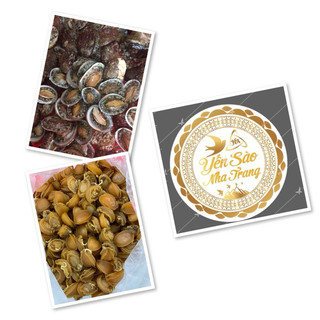 bào ngư lớn xuất khẩu (size 15 con  100g)