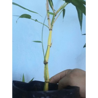 Trúc Phật Vàng Sọc