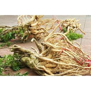 Bột củ đinh lăng nguyên chất