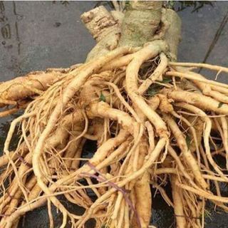 Bột củ đinh lăng nguyên chất