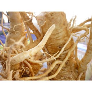 Bột củ đinh lăng nguyên chất