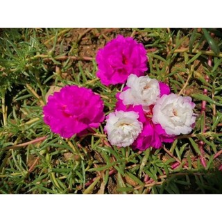 10 cành Mười giờ Thái giống mới, hoa to gấp 3 hoa mười giờ kép thường