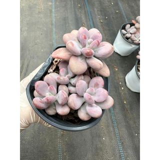 Sen đá Sỏi hồng