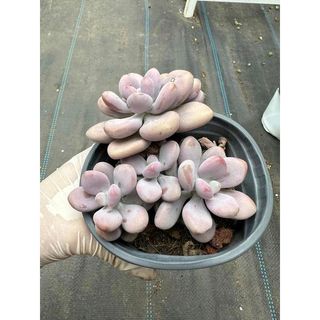 Sen đá Sỏi hồng