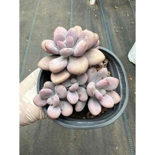 Sen đá Sỏi hồng
