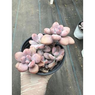 Sen đá Sỏi hồng