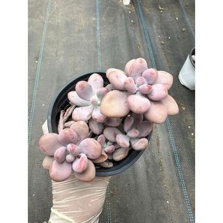 Sen đá Sỏi hồng
