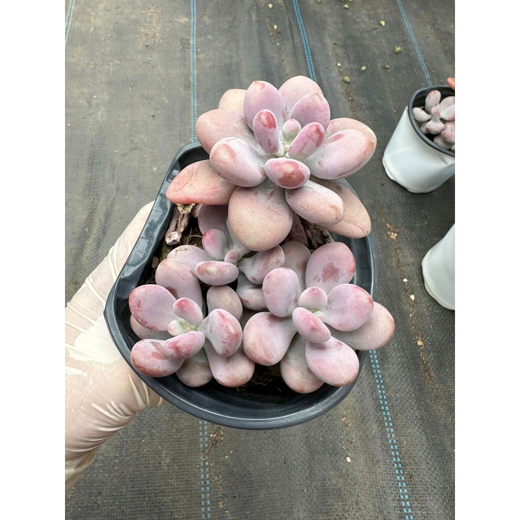 Sen đá Sỏi hồng