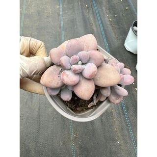 Sen đá Sỏi hồng