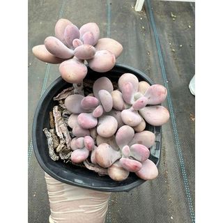 Sen đá Sỏi hồng