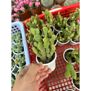 Xương rồng tai thỏ size bầu 5-7cm