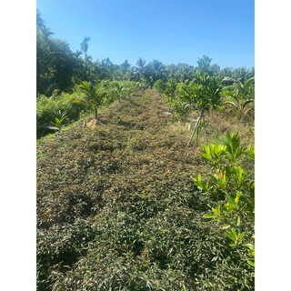 cây dòi tươi thân tím 3kg