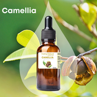 Organic dầu hạt trà xanh Camellia seed oil hữu cơ