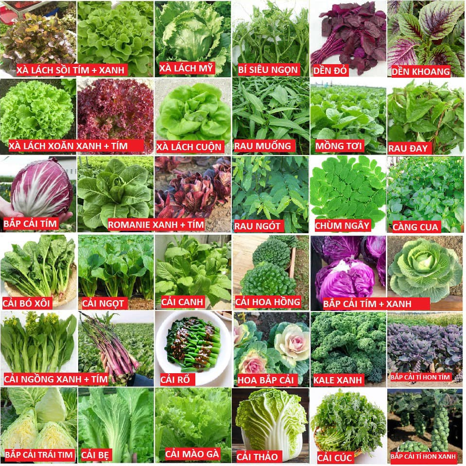 Hạt Giống rau Trồng Quanh Năm  Dễ Trồng Tại Nhà --- (tặng kèm kích mầm)
